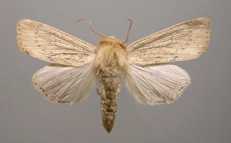 gestreepte rietuil, Leucania obsoleta, Han KS, coll. Naturalis, Leiden, 16609.jpg